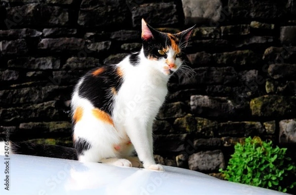 Obraz Cat on the hot tin roof