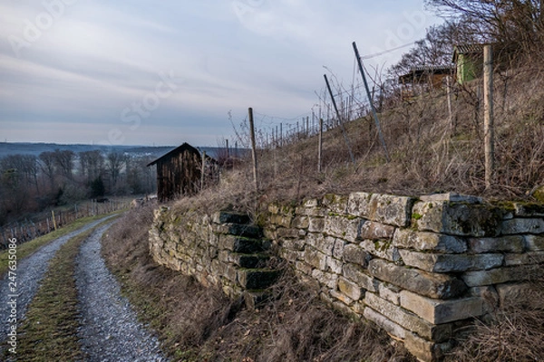 Obraz Weinberg im Winter