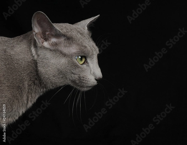 Obraz BLU DI RUSSIA.