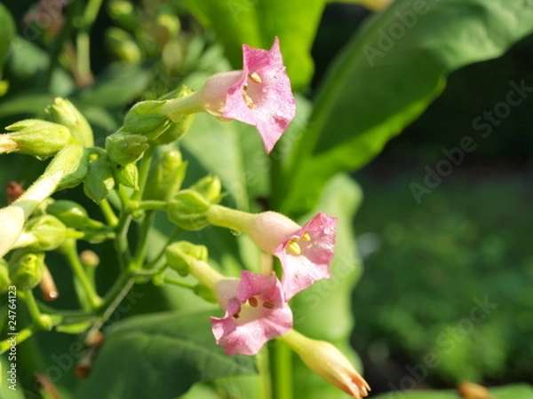 Obraz Nicotiana tabacum