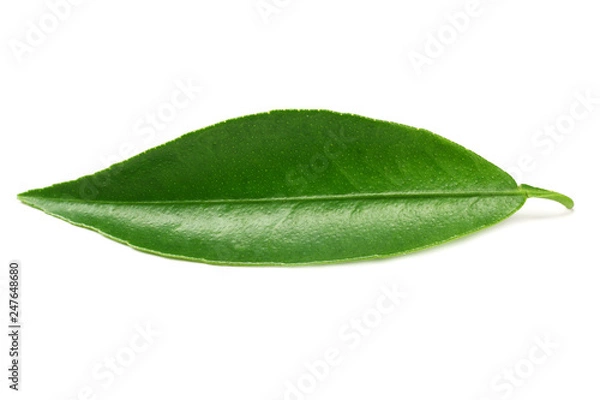 Obraz citrus leaves isolated on white background.