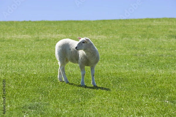 Fototapeta Schäfchen auf der Wiese