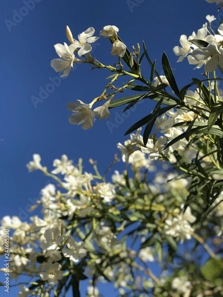 Obraz Spring Flower Blossoms White