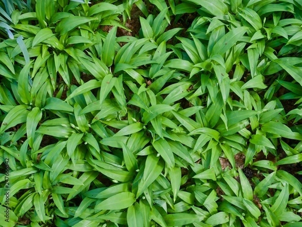 Fototapeta Field with fresh wild garlic in spring