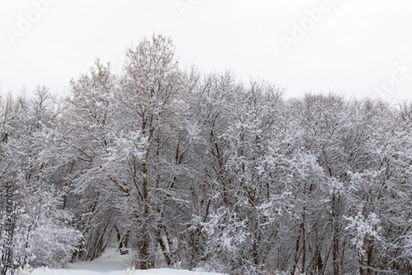 Obraz snow covered trees in a forest