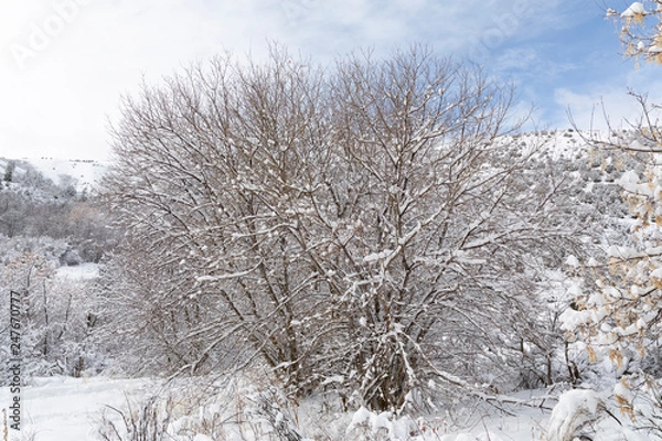 Fototapeta snow covered trees