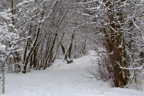 Obraz path of snow covered trees