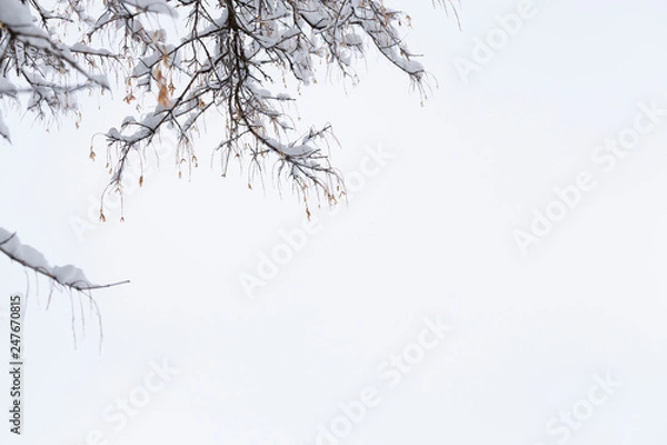 Obraz snow covered branch against a white sky