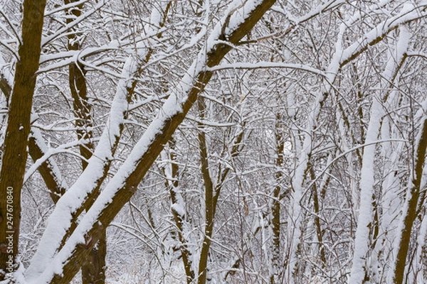 Obraz grove of trees covered in snow
