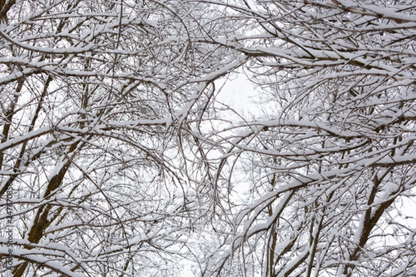 Obraz snowy branches background pattern against the sky