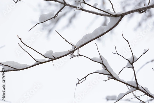 Obraz macro of snow laden tree branches