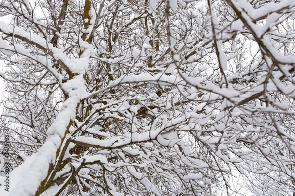 Obraz branches covered with snow background pattern