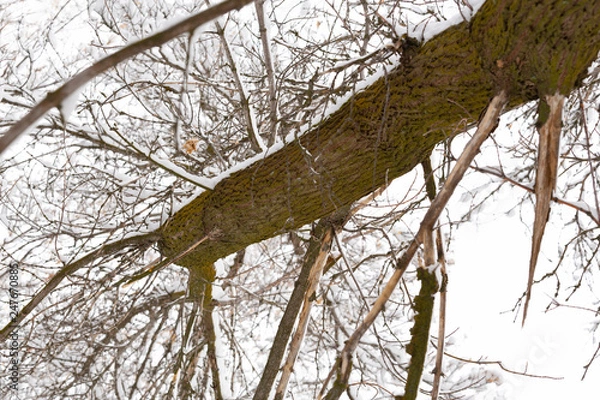 Obraz looking up at a tree covered in snow