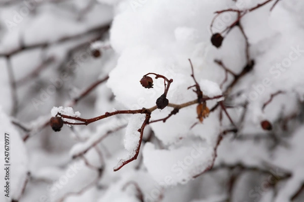 Obraz snow covered branch with berries