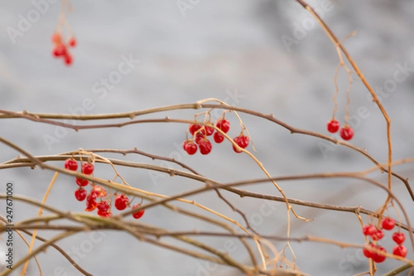 Obraz branches with red berries