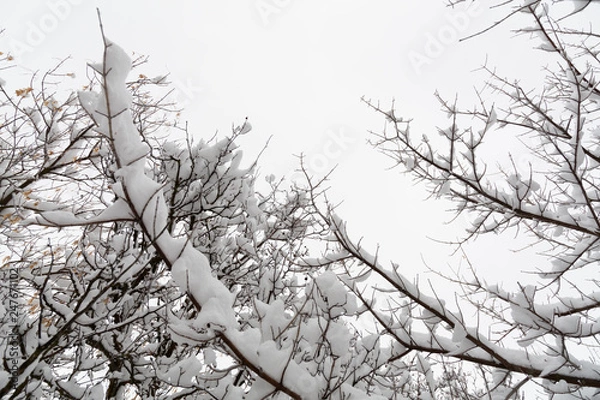 Obraz sky view with treetops covered in snow