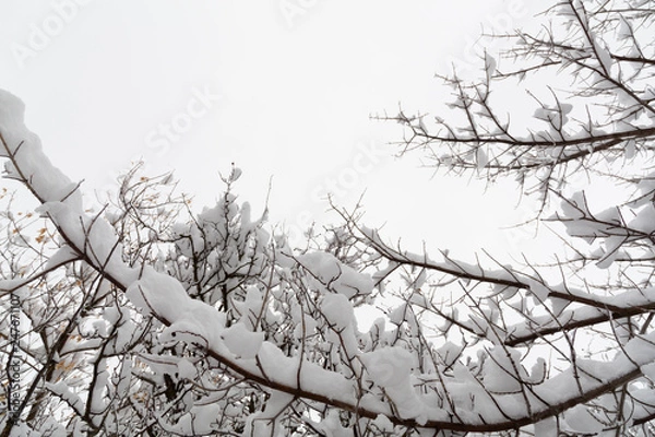 Obraz Sky view with snow covered tree branches