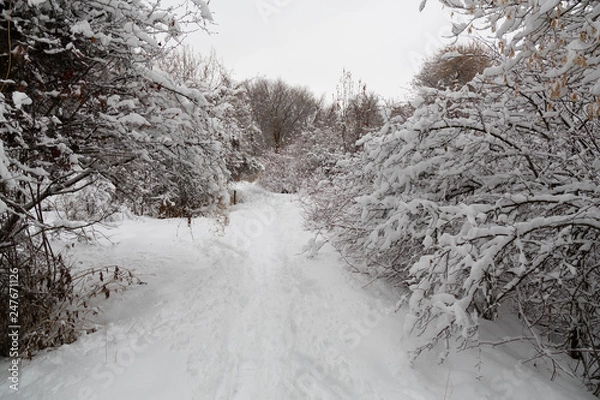 Obraz path in the forest with snow covered trees and bushes