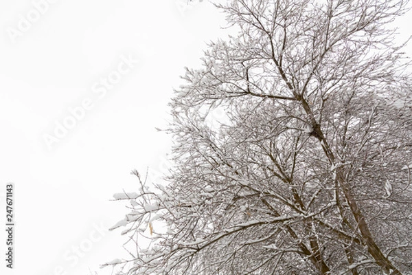 Obraz skyline with snow covered trees