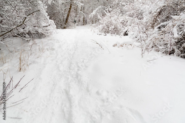 Obraz snowy path to the forest