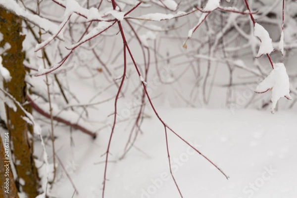 Obraz brambles covered in snow with a red branch