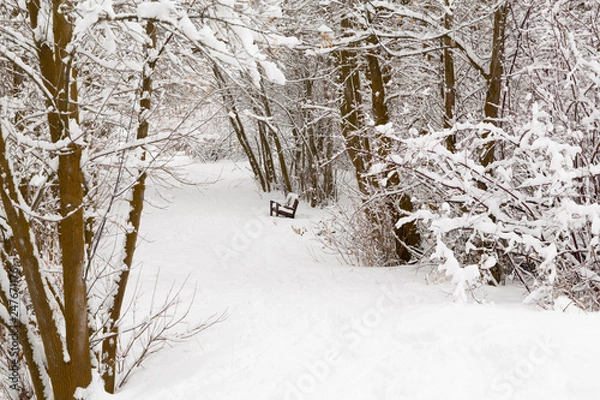 Obraz forest with snow covered trees