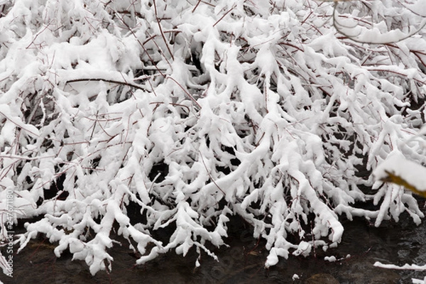 Obraz snow covered bushes on a river bank