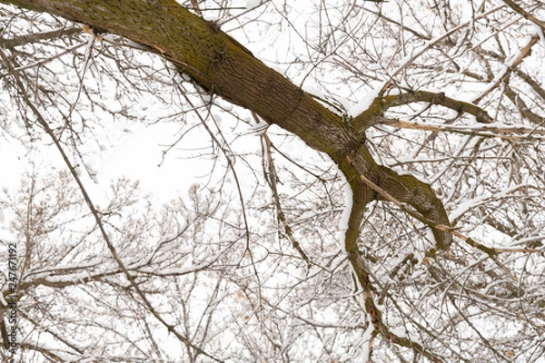 Obraz tree trunk with branches covered with snow