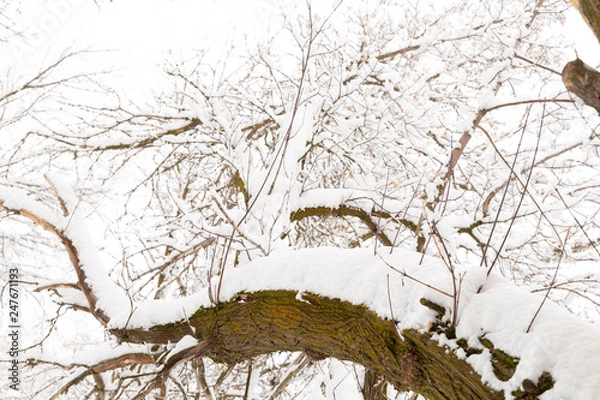 Obraz tree trunk an branches covered with snow