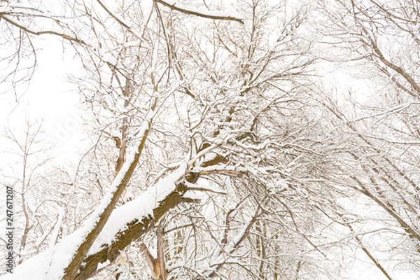 Obraz Tree in winter covered with snow