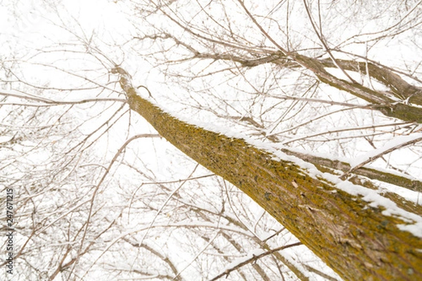 Obraz looking up at a tree covered with snow