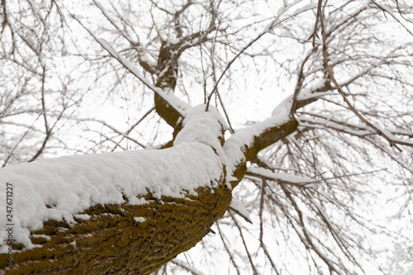 Obraz sky view of tree trunk with branches covered in snow