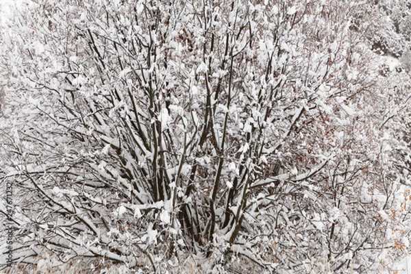 Obraz Tree with branches covered in snow