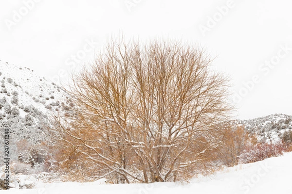 Obraz tree branches in snow