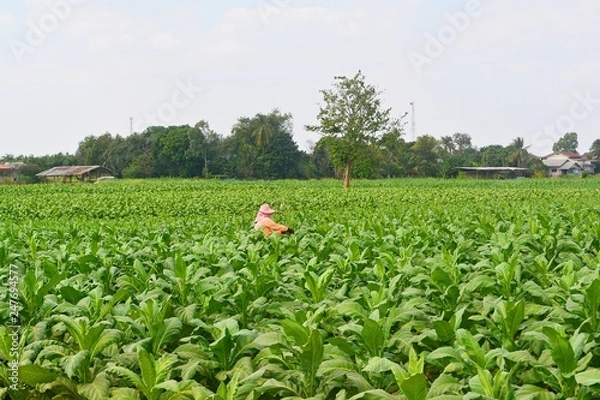Fototapeta Farmers working in tobacco fields