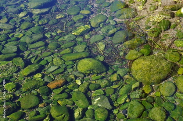 Fototapeta 苔に覆われた水中の石