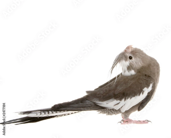 Obraz cockatiel looking up