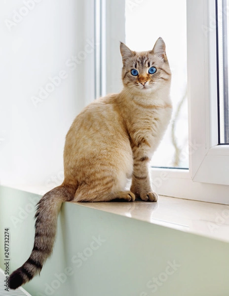 Obraz Beautiful Siamese red cat sitting on  window