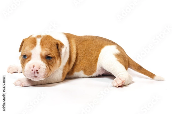 Fototapeta American bulldog puppy on white background