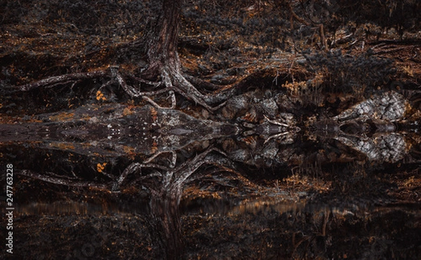 Fototapeta Autumn in Bymarka area in Trondheim, Norway. Beautiful reflections on the lake,