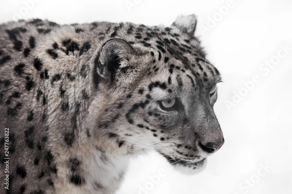 Fototapeta a snow leopard close-up, big clear eyes and lush fur.