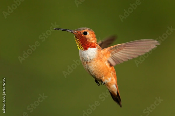 Obraz Rufous