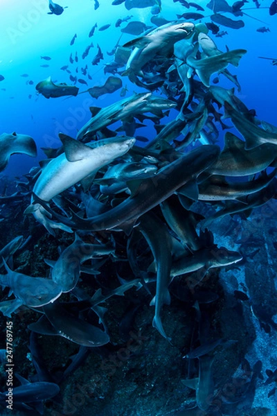 Fototapeta Banded hound shark and red stingray aggregation in Clear Blue Ocean of Chiba Japan