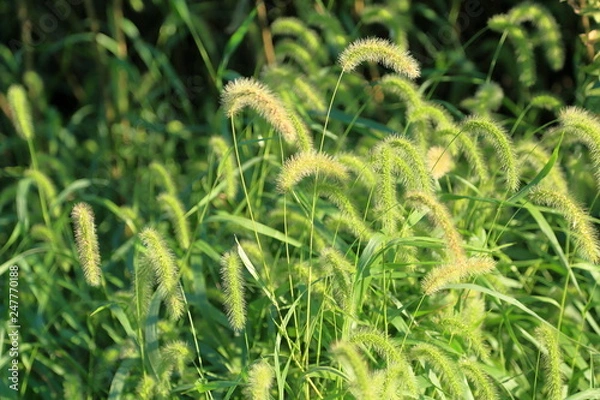 Fototapeta 秋の野原に自生するエノコログサ