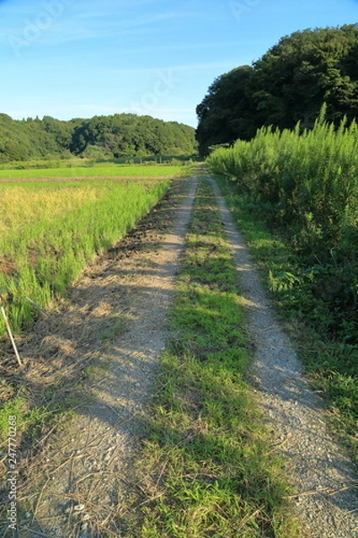 Fototapeta 轍の残る田舎道