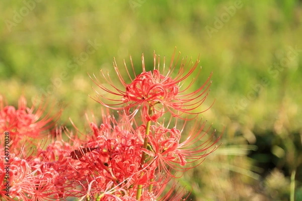 Fototapeta 秋の田んぼのあぜ道に鮮やかに咲く彼岸花