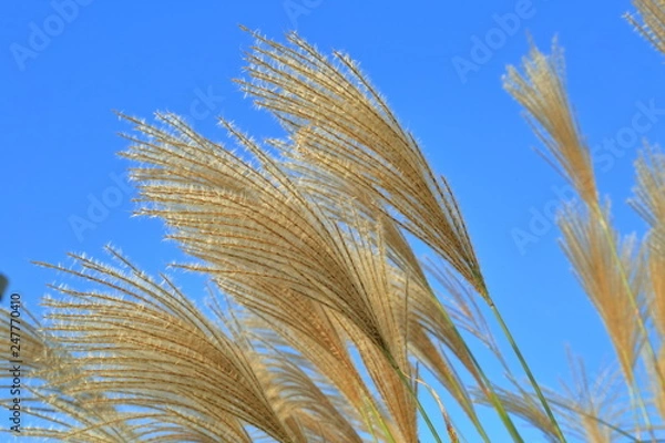 Fototapeta 秋の野原で揺れるススキの穂