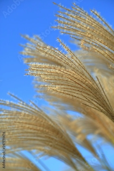 Fototapeta 秋の野原で揺れるススキの穂