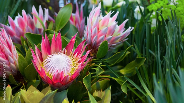 Fototapeta Protea round orange honey flowers. Selective focus. horizontal banner