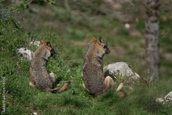 Fototapeta parco nazionale d'abruzzo 2019